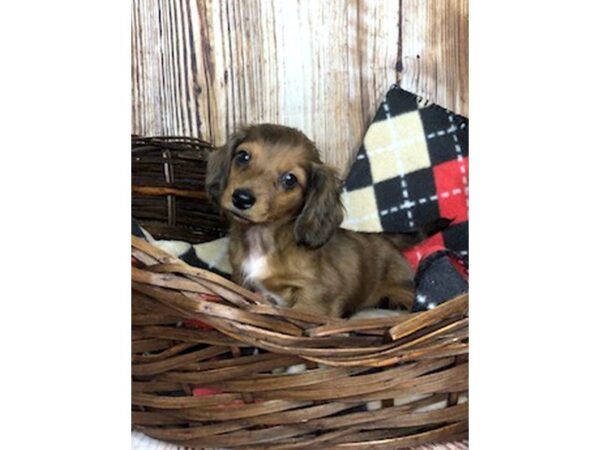 Dachshund DOG Male RED 5938 Petland Ashland, Kentucky