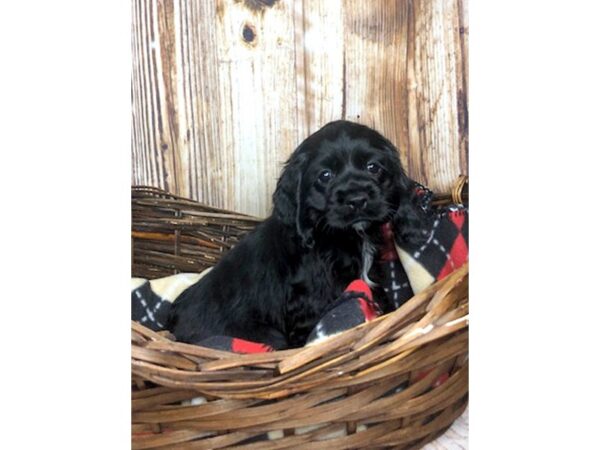 Cocker Spaniel DOG Female BLK 5939 Petland Ashland, Kentucky