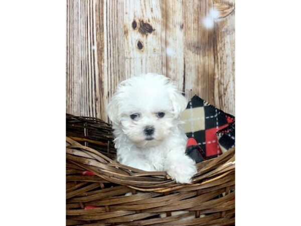 Maltese DOG Male WHITE 5940 Petland Ashland, Kentucky