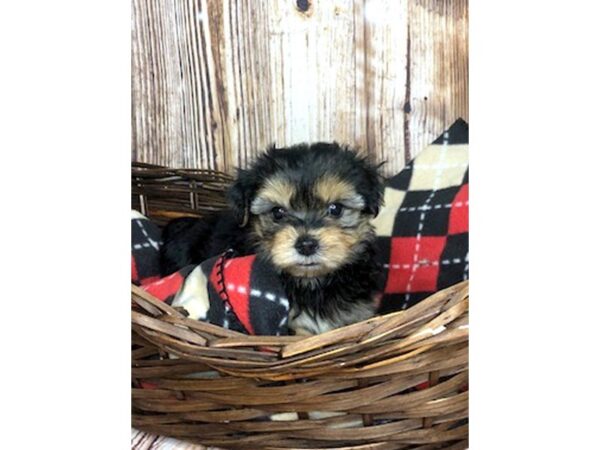 Morkie DOG Male BLK TAN 5941 Petland Ashland, Kentucky