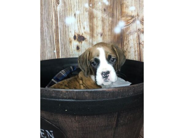 Boxer DOG Female Brindle 5948 Petland Ashland, Kentucky