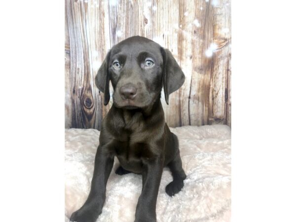 Labrador Retriever DOG Female Chocolate 5932 Petland Ashland, Kentucky