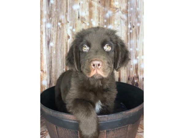 Newfoundland-DOG-Male-Chocolate-5958-Petland Ashland, Kentucky