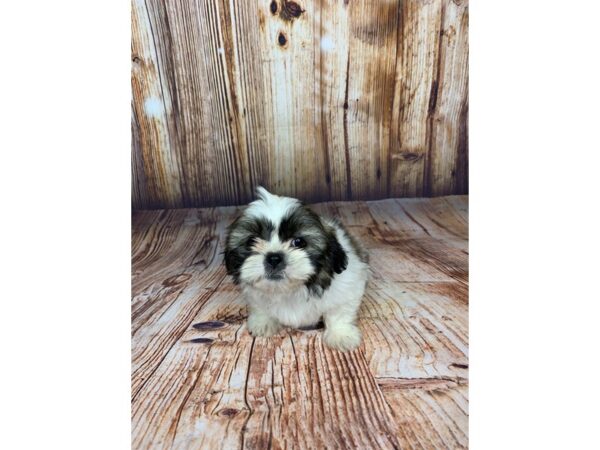 Shih Tzu DOG Female Brown/White 5960 Petland Ashland, Kentucky