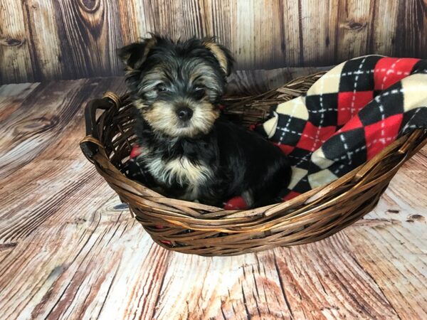 Morkie DOG Male BLK TAN 5957 Petland Ashland, Kentucky