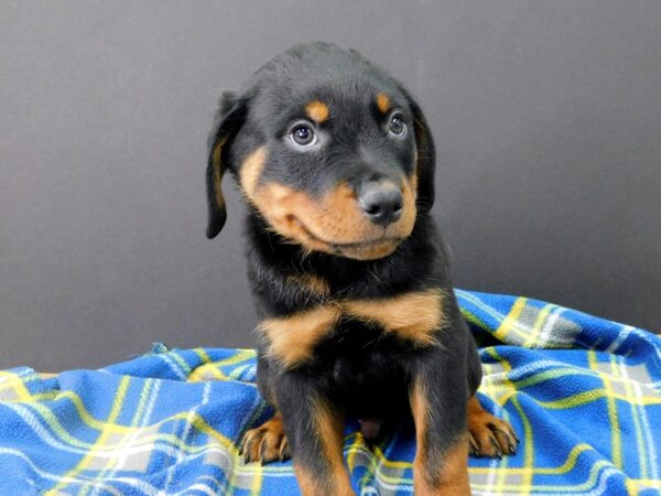 Rottweiler DOG Male Blk & Tan 5977 Petland Ashland, Kentucky