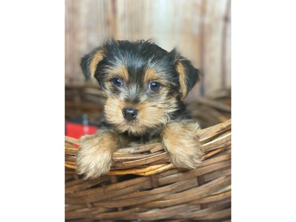 Yorkshire Terrier DOG Male Black / Tan 5969 Petland Ashland, Kentucky