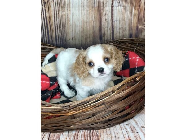 Cavalier King Charles Spaniel DOG Male BLENHIEM 5966 Petland Ashland, Kentucky