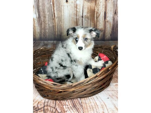 Mini Aussie DOG Female BLUE MERLE 5964 Petland Ashland, Kentucky