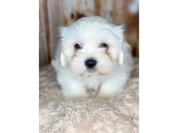 Teddy DOG Male CREAM WHITE 5963 Petland Ashland, Kentucky