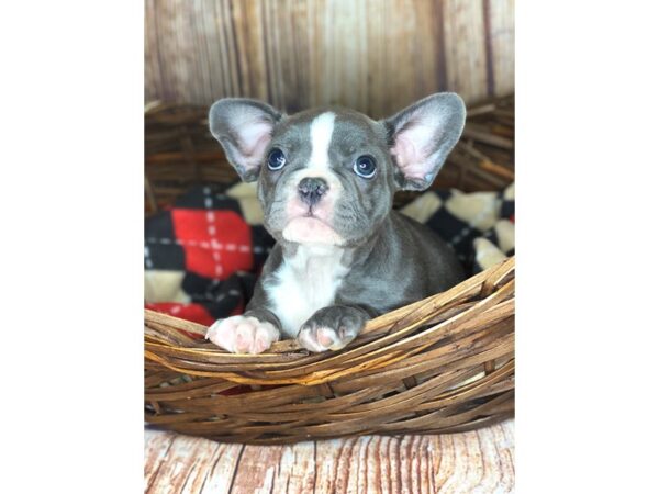 French Bulldog DOG Male BLUE MERLE 5962 Petland Ashland, Kentucky