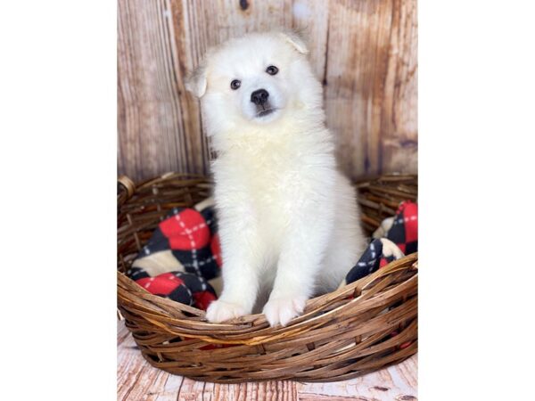 Huskimo DOG Male SILVER  WHT 5961 Petland Ashland, Kentucky