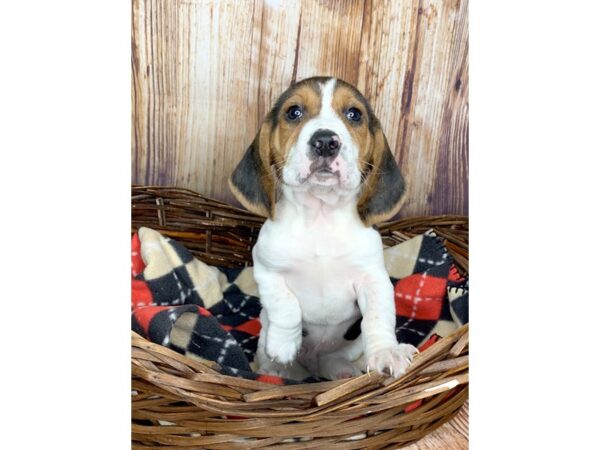 Beagle DOG Male Tri-Color 5975 Petland Ashland, Kentucky