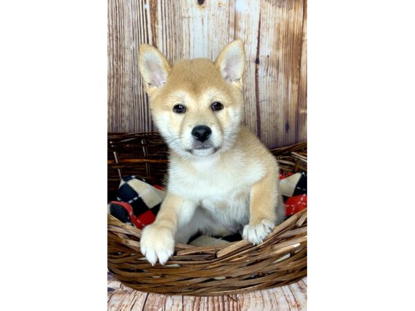 Shiba Inu DOG Male red/white 5974 Petland Ashland, Kentucky