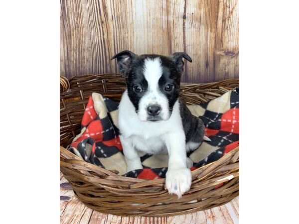 Bomsky-DOG-Male-LIVER WHITE-5972-Petland Ashland, Kentucky