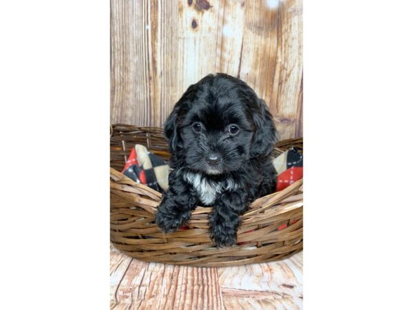 Teddy Bear DOG Female BLK 5971 Petland Ashland, Kentucky