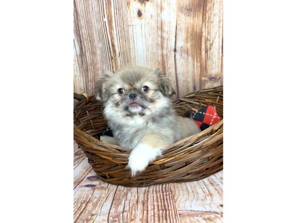 Pekingese-DOG-Male-Red Sable-5988-Petland Ashland, Kentucky