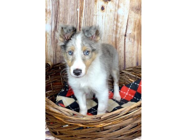 Shetland Sheepdog DOG Female Blue Merle 5987 Petland Ashland, Kentucky