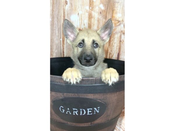 German Shepherd DOG Male Sable 5986 Petland Ashland, Kentucky