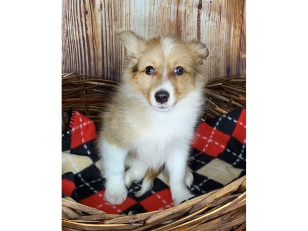 Shetland Sheepdog DOG Male Sable and White 5985 Petland Ashland, Kentucky