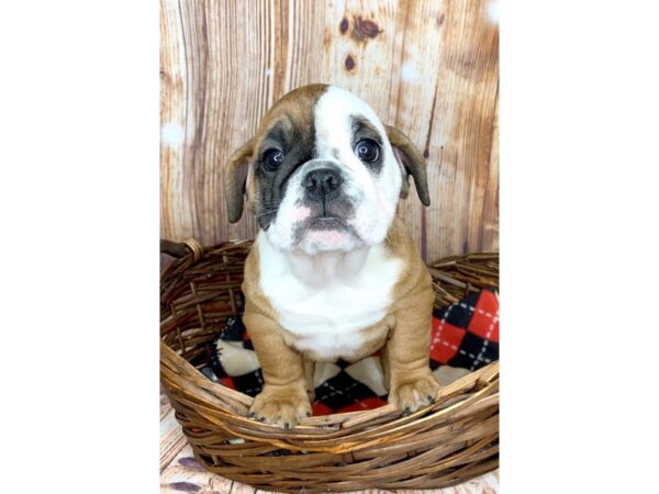 Bulldog DOG Female Red 5984 Petland Ashland, Kentucky