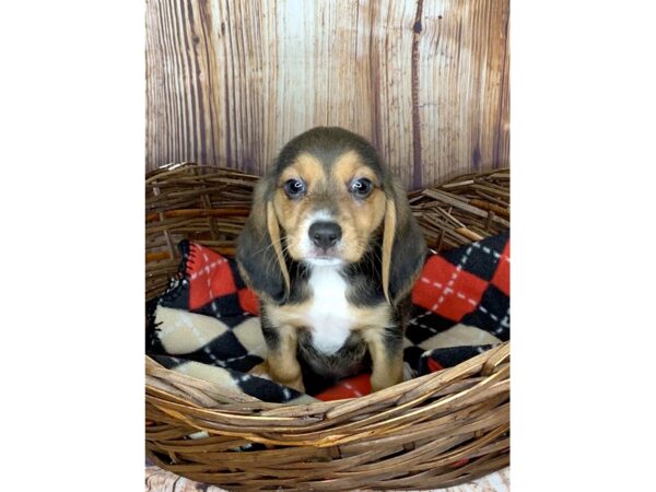 Beagle DOG Male Black and Tan 5983 Petland Ashland, Kentucky