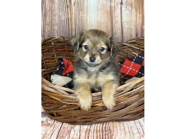 Chihuahua DOG Female Black Sabled Fawn 5982 Petland Ashland, Kentucky