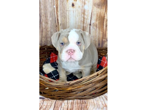 English Bulldog-DOG-Male-Lilac Tri-5978-Petland Ashland, Kentucky