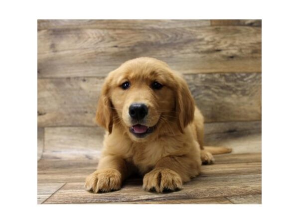 Golden Retriever DOG Female Golden 5990 Petland Ashland, Kentucky