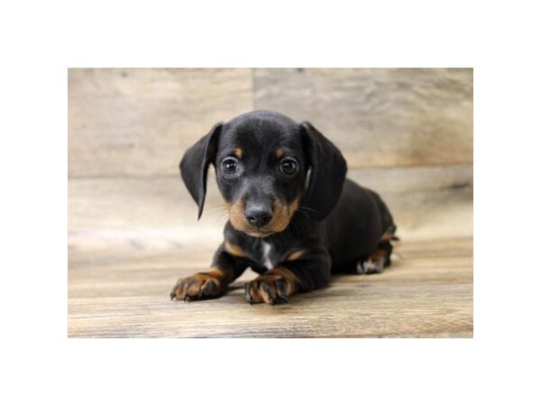 Chiweenie DOG Male Black and Tan 5979 Petland Ashland, Kentucky