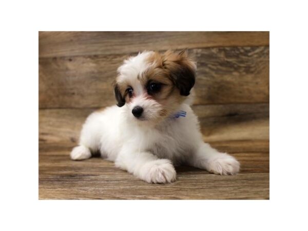 Papillon/Maltese DOG Female Gold / White 5992 Petland Ashland, Kentucky