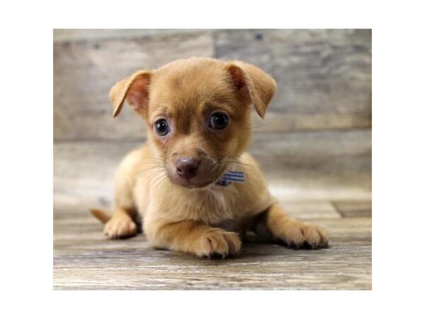 Chihuahua DOG Male Red 5994 Petland Ashland, Kentucky