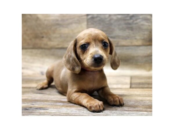 Dachshund DOG Female Red 5995 Petland Ashland, Kentucky