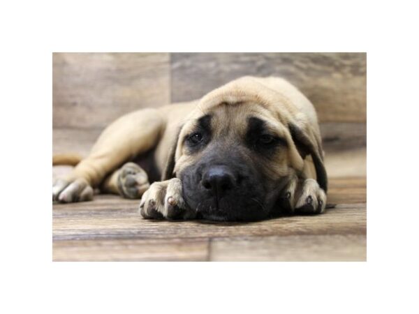 Mastiff-DOG-Female-Fawn-5997-Petland Ashland, Kentucky