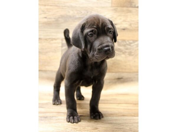 Walrus DOG Female Black 5991 Petland Ashland, Kentucky