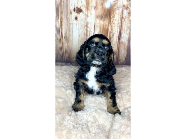 Cocker Spaniel DOG Female Black and Tan 6000 Petland Ashland, Kentucky