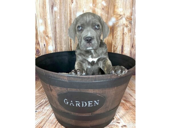 Cane Corso DOG Male Blue Brindle 5993 Petland Ashland, Kentucky