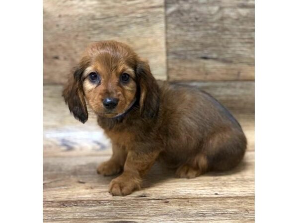 Dachshund DOG Male Wild Boar 6004 Petland Ashland, Kentucky