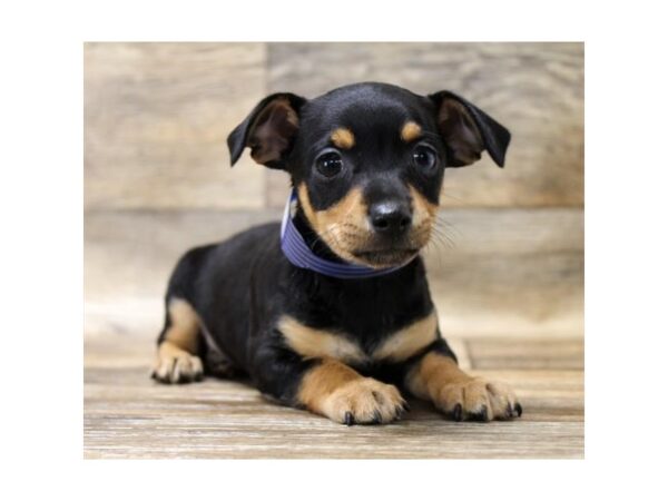 Chorkie DOG Male Black / Tan 6003 Petland Ashland, Kentucky