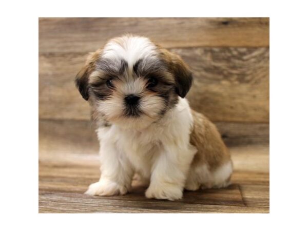 Lhasa Apso DOG Female Golden 6005 Petland Ashland, Kentucky