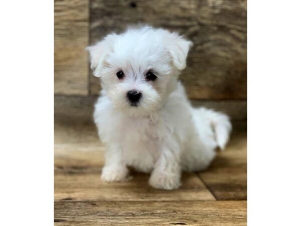 Maltese DOG Female White 6006 Petland Ashland, Kentucky