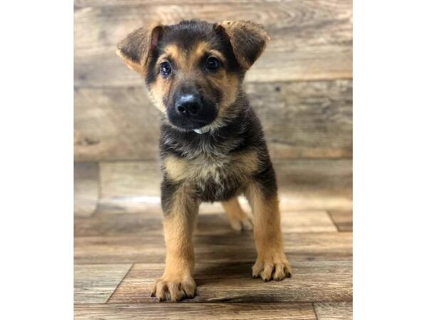 German Shepherd Dog DOG Male Black / Tan 6002 Petland Ashland, Kentucky