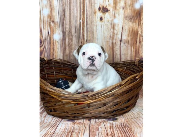 English Bulldog DOG Male White 6008 Petland Ashland, Kentucky