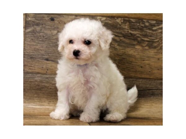 Bichon Frise DOG Female White 6018 Petland Ashland, Kentucky