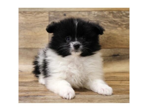 Pomeranian-DOG-Female-Black / White-6021-Petland Ashland, Kentucky