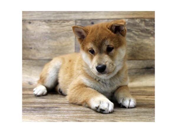 Shiba Inu DOG Male Red Sesame 6022 Petland Ashland, Kentucky