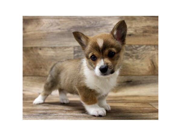 Pembroke Welsh Corgi DOG Female Sable / White 6020 Petland Ashland, Kentucky