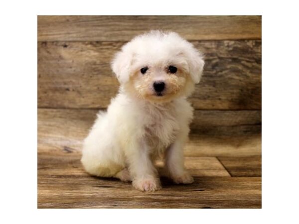 Maltipoo DOG Female White / Cream 6023 Petland Ashland, Kentucky