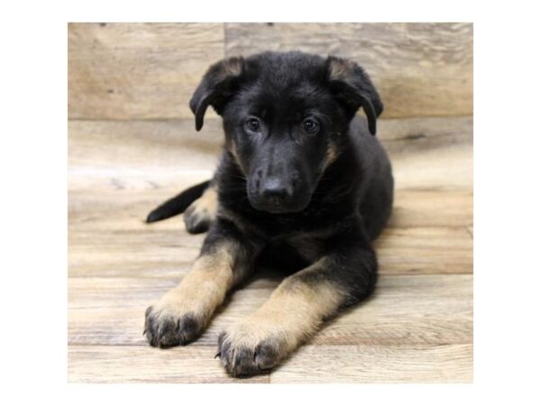 German Shepherd Dog DOG Female Black / Tan 6024 Petland Ashland, Kentucky