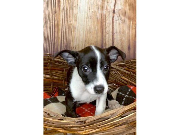 Chiweenie DOG Female Black / White 6025 Petland Ashland, Kentucky